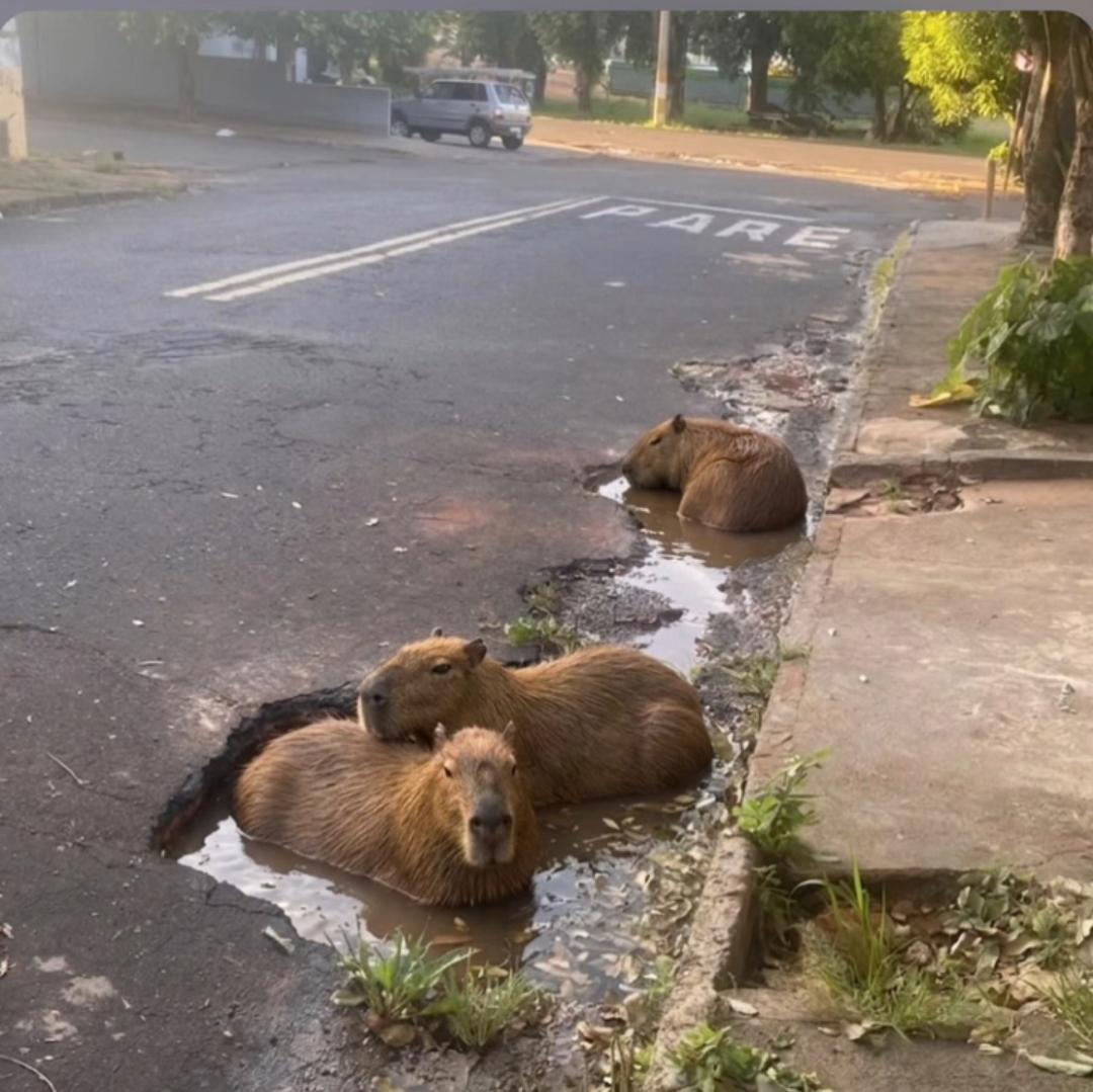 Capivaras “ocupam” buraco em rua e moradores usam humor para cobrar solução em Fernandópolis